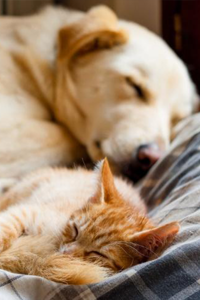 Selezione Pets