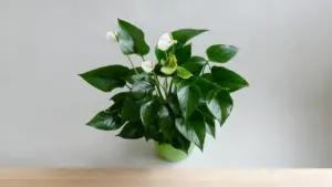 Pianta di anthurium con pochi fiori bianchi in un vaso verde su sfondo neutro