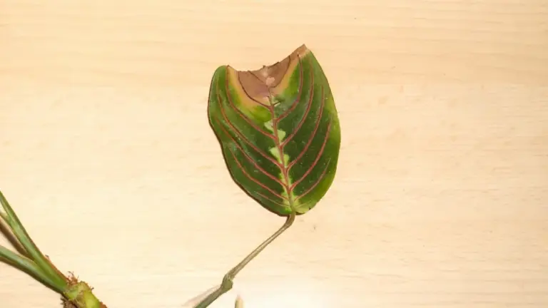 Foglia con punta marrone su superficie chiara