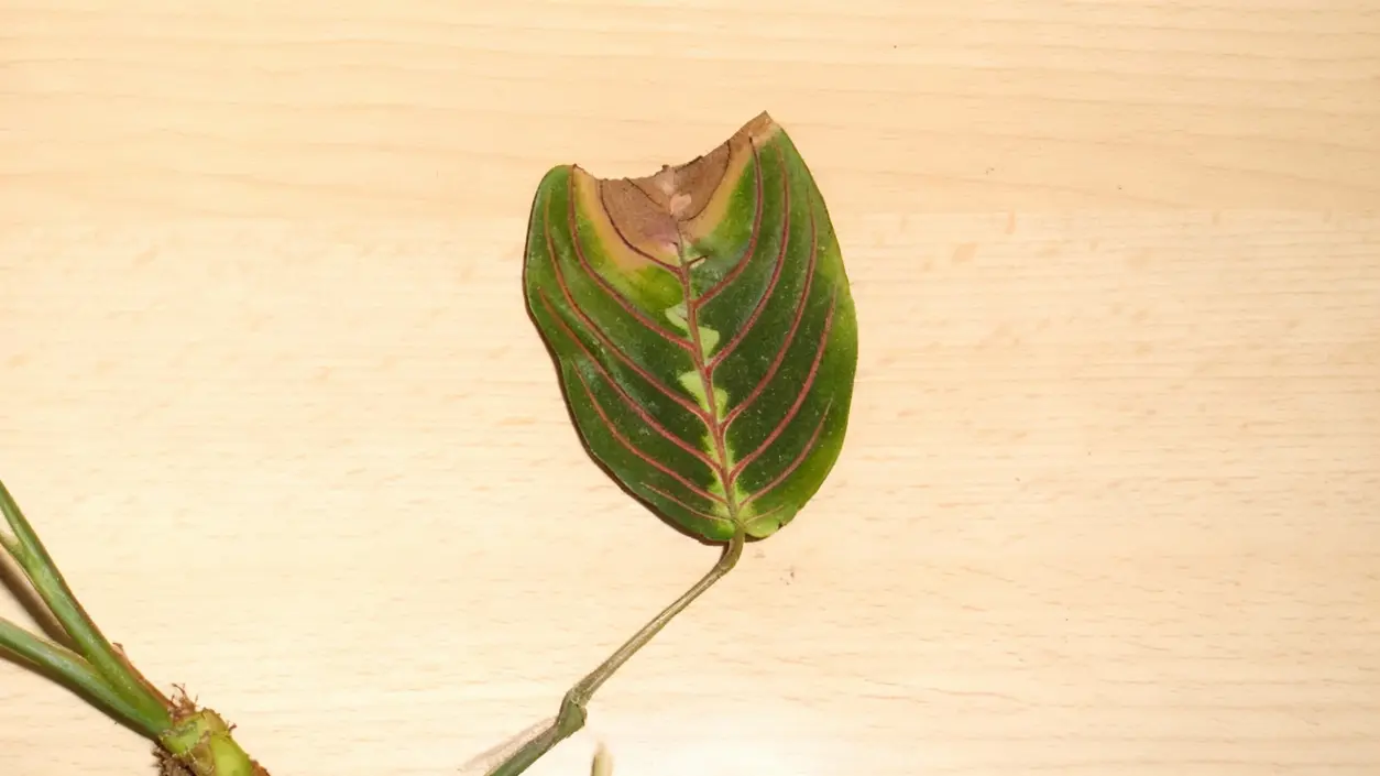 Foglia con punta marrone su superficie chiara