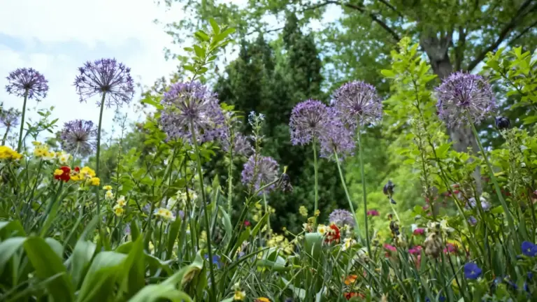 Fiori di campo colorati in un giardino con elementi naturali e alberi sullo sfondo