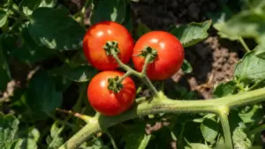 Pomodori maturi sulla pianta in un orto soleggiato