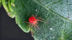 Un piccolo ragno rosso su una foglia verde, visto da vicino