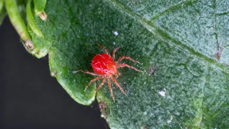 Un piccolo ragno rosso su una foglia verde, visto da vicino